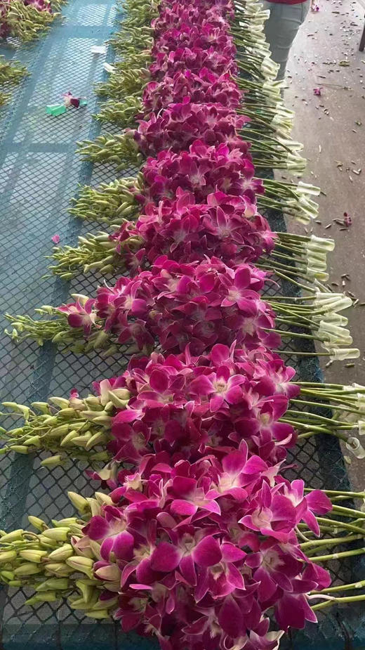 【经典流传色彩】泰国洋兰 紫色 12枝/扎 多规格可选 商品图7