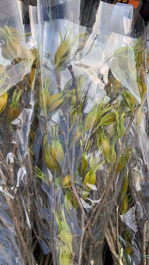 配果 | 栀子果 商品图0