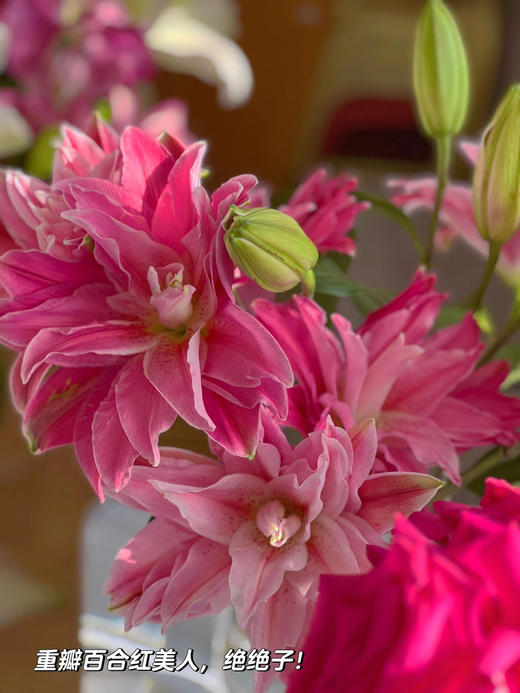 【AB级红美人重瓣百合】单头10支10朵/份 商品图3