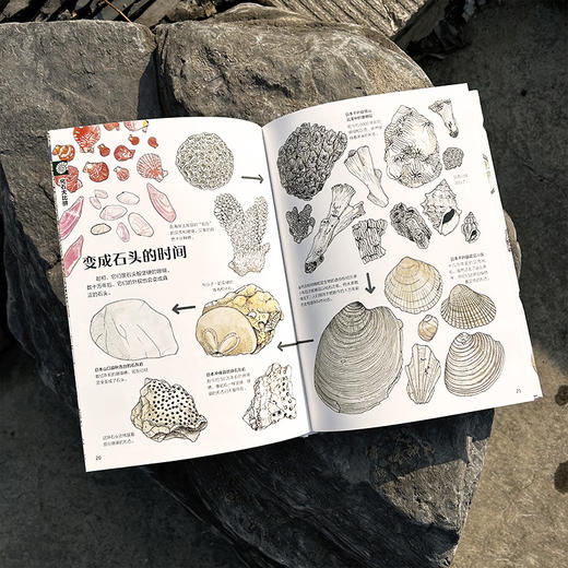  童书妈妈X浪花朵朵专场  盛口满的手绘自然图鉴 7册套装 商品图5