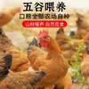 【沂蒙山慢养黄油老母鸡】2.8斤左右/只正宗林间散养谷饲走地鸡肉质鲜美 商品缩略图0