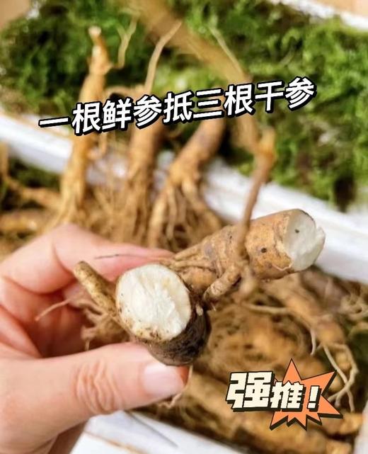 【健滋道新鲜人参（长白山）】二十年人参种植经验基地出品 不使用农药、化肥、膨大剂 鲜参现采，带苔藓顺丰发货！-SLK 商品图4