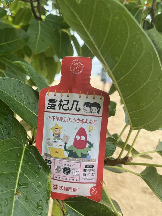 星杞几红枸杞原浆 商品图3