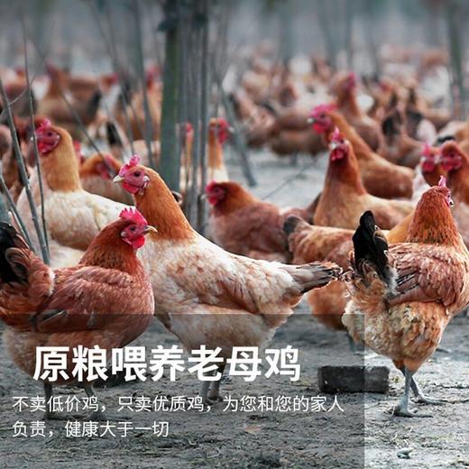 【沂蒙山慢养黄油老母鸡】2.8斤左右/只正宗林间散养谷饲走地鸡肉质鲜美 商品图3