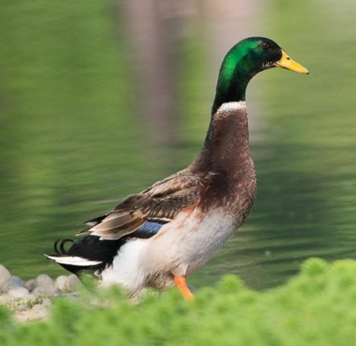 【员工专享】桂柳~绿头鸭 商品图6