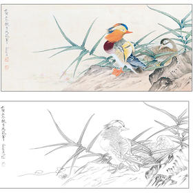 俞致贞花鸟工笔画白描底稿《鸳鸯》临摹勾线高清打印稿ZZ09