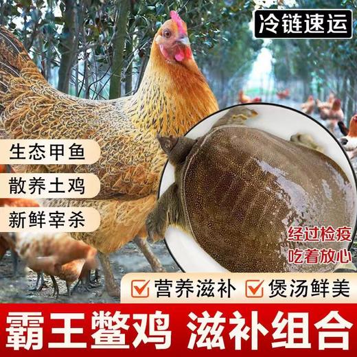 【霸王鳖鸡套餐】滋补界的“神仙搭档”黄油老母鸡+甲鱼滋补养生胶原蛋白满满 商品图0