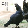 农家散养竹林乌鸡 1.6斤*2只品质有保障活鸡现杀新鲜直达 顺丰发货 商品缩略图1