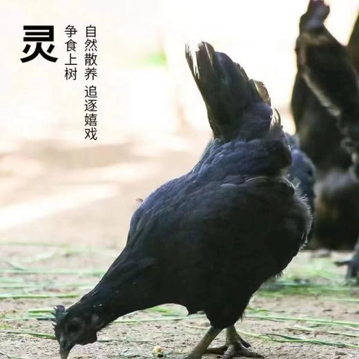 农家散养竹林乌鸡 1.6斤*2只品质有保障活鸡现杀新鲜直达 顺丰发货 商品图1