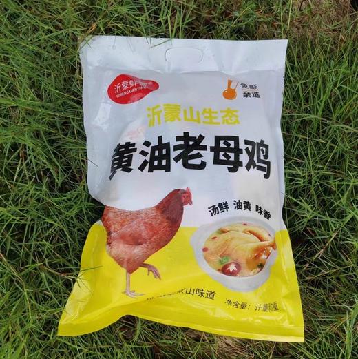 【沂蒙山慢养黄油老母鸡】2.8斤左右/只正宗林间散养谷饲走地鸡肉质鲜美 商品图2