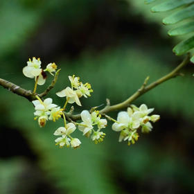  去班味儿，做元气girl，还得是山鸡椒 