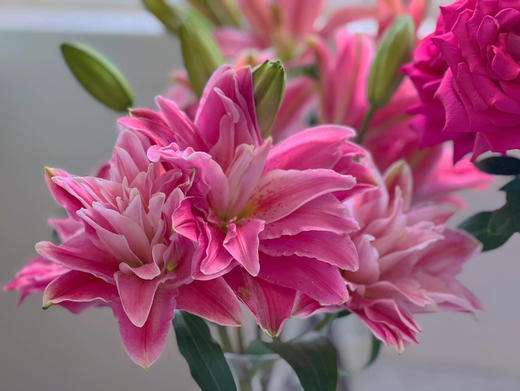 【AB级红美人重瓣百合】单头10支10朵/份 商品图4