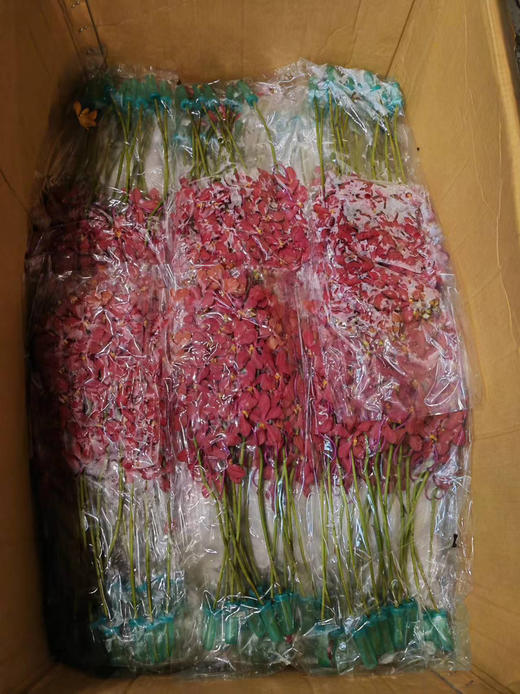 千代红 10枝/扎 商品图13