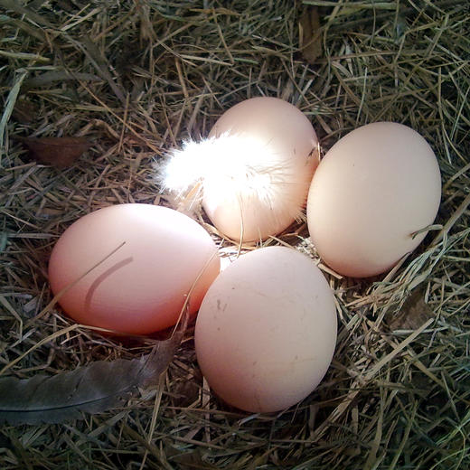 桂柳~土鸡蛋 商品图2