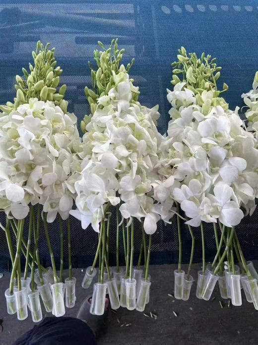 【气质高贵】泰国洋兰--白兰  12枝/扎 商品图8