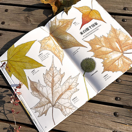  童书妈妈X浪花朵朵专场  盛口满的手绘自然图鉴 7册套装 商品图4