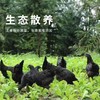 农家散养竹林乌鸡 1.6斤*2只品质有保障活鸡现杀新鲜直达 顺丰发货 商品缩略图0