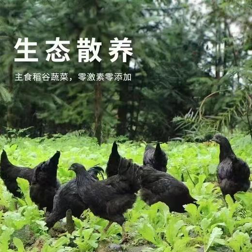 农家散养竹林乌鸡 1.6斤*2只品质有保障活鸡现杀新鲜直达 顺丰发货 商品图0