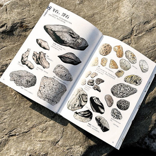  童书妈妈X浪花朵朵专场  盛口满的手绘自然图鉴 7册套装 商品图7