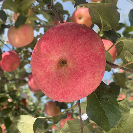 【秦脆苹果】陕西洛川秦脆苹果水果礼盒20枚80mm经典手提款自己吃送人都合适 商品图3