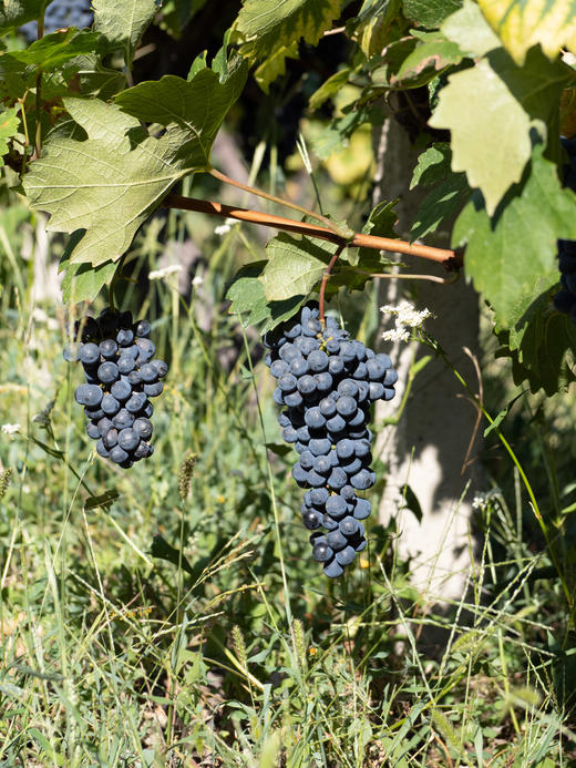 香格里拉沐晗酒庄 2021赤霞珠干红葡萄酒 商品图1