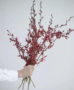 【喜庆】长红兰，10枝/扎