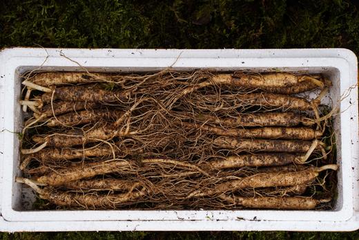 【健滋道新鲜人参（长白山）】二十年人参种植经验基地出品 不使用农药、化肥、膨大剂 鲜参现采，带苔藓顺丰发货！-SLK 商品图1