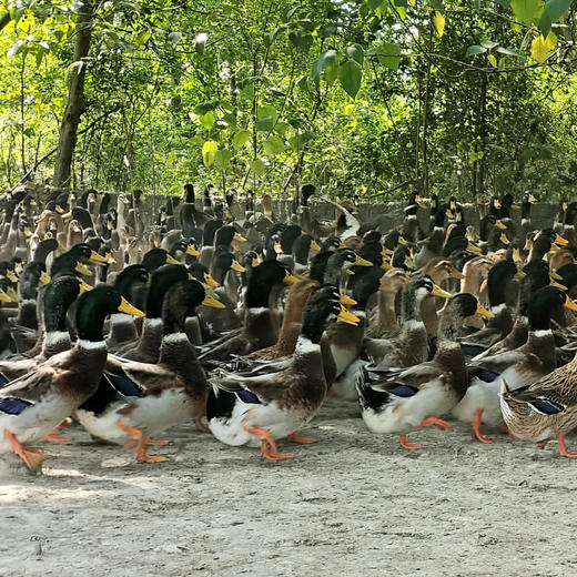 【员工专享】桂柳~绿头鸭 商品图5