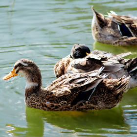 桂柳放养土鸭【老鸭】1只（杀好配送）