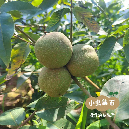 【2025年新收】生态纸皮干核桃 2斤/5斤/8斤 | 合作农友生产，产自云南永仁，生产者：康丽 *【公平贸易农人定价】 商品图2