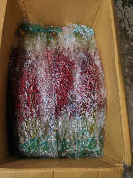 【喜庆】长红兰，10枝/扎 商品图5