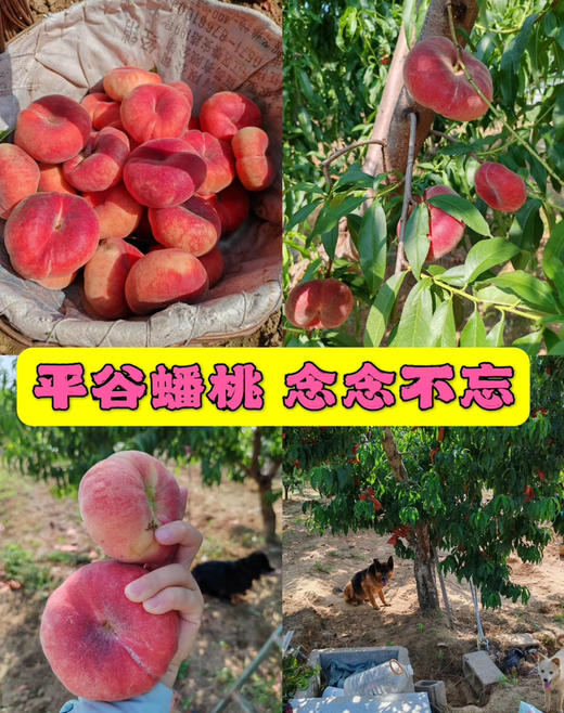 平谷大蟠桃，特别耐储存，脆甜，放软了更甜，5斤/份 商品图1