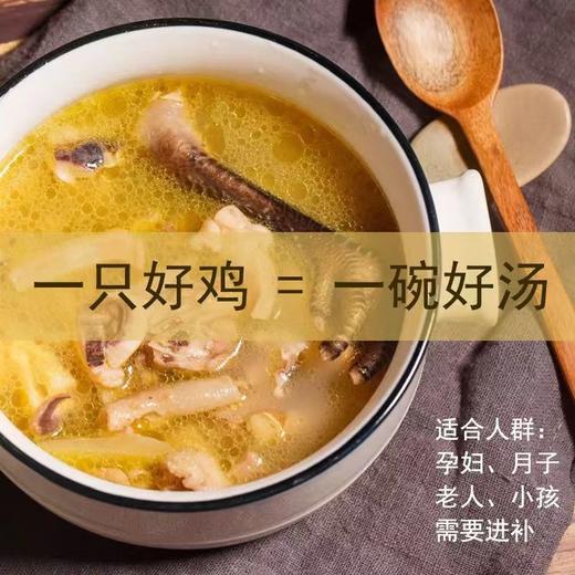 【沂蒙山慢养黄油老母鸡】2.8斤左右/只正宗林间散养谷饲走地鸡肉质鲜美 商品图1