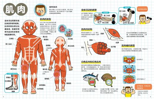 听诊器听一听：身体认知绘本+听诊器 商品图1