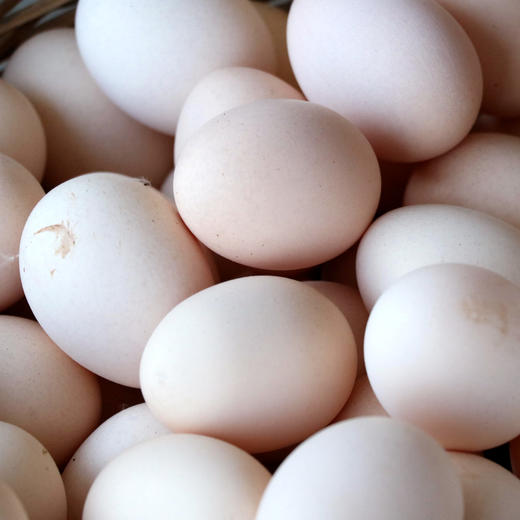 桂柳~土鸡蛋 商品图4