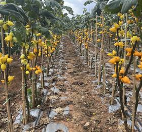 【基地探访】五代果供应商基地