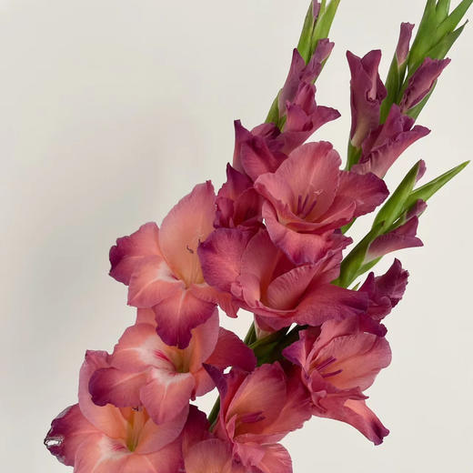 随机剑兰不挑色｜10支装 商品图5