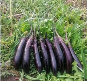 작은 가지 (1봉지)