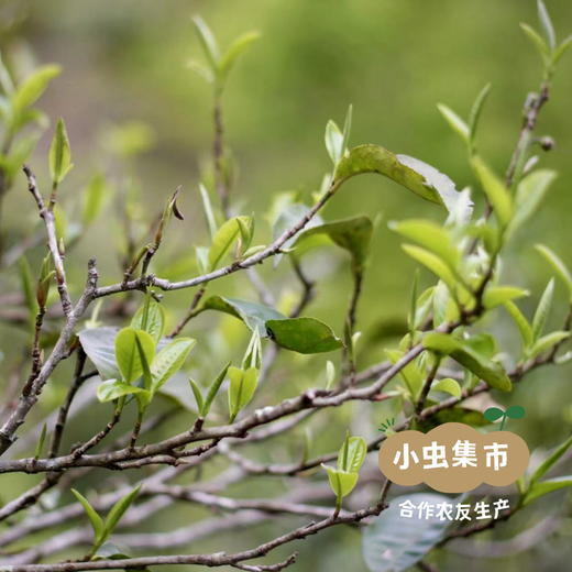 野放乔木红茶 100g/罐（2025年4月份采摘加工） | 合作农友生产，来自云南西双版纳，生产者：单伟＆【公平贸易农人定价】 商品图8