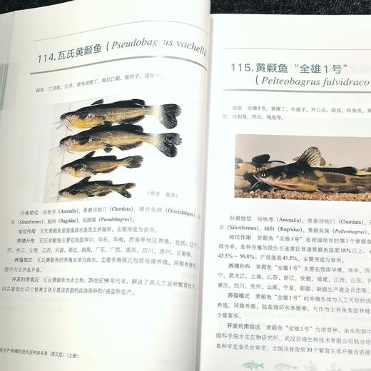 【预售中】国家水产养殖种质资源种类名录 图文版 （上下册） 商品图6