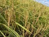新米灶上晶宫五常大米稻花香粳米 商品缩略图1