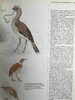 鸟类百科全书 700幅彩色插图 精装16开 商品缩略图10