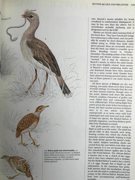 鸟类百科全书 700幅彩色插图 精装16开 商品图10