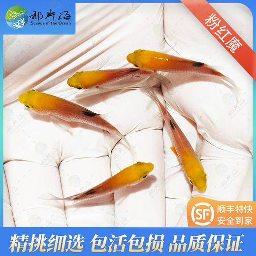 金头魔/粉红魔/金头粉魔 商品图1