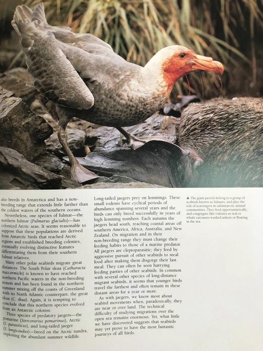 奇妙之旅：动物迁徙的奇迹 300幅彩色插图 精装大16开 商品图14