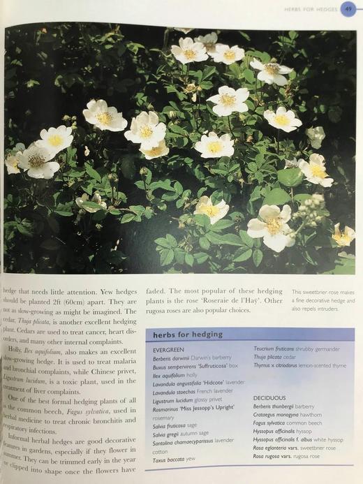 终极草药书 数百幅彩色插图 精装大16开 商品图9