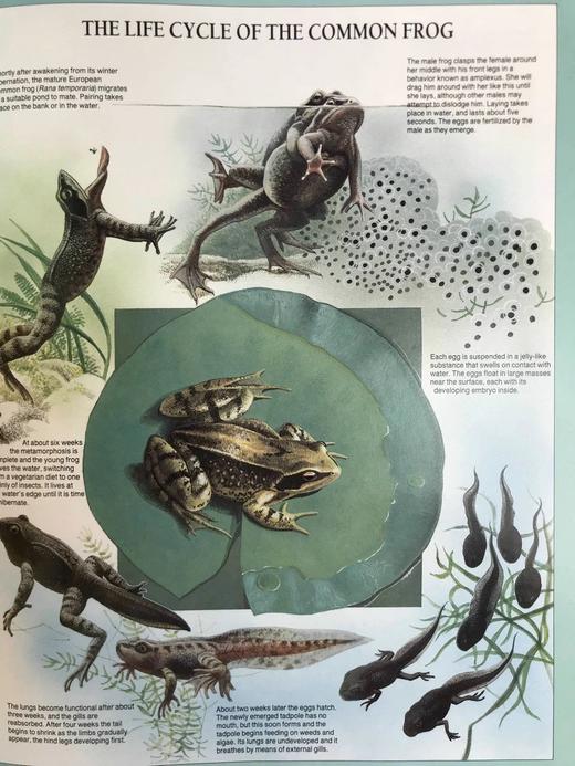 奇妙之旅：动物迁徙的奇迹 300幅彩色插图 精装大16开 商品图7