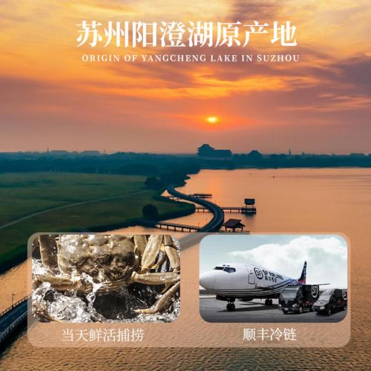  【阳澄湖大闸蟹】蟹中珍品，膏满黄肥，鲜活捕捞，震撼上市！阳澄湖顺丰冷链直发，买就送法国原装红酒！所有套组，买五赠一，买十赠二！ 商品图10
