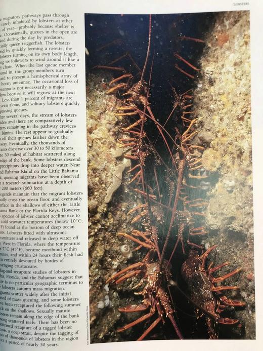 奇妙之旅：动物迁徙的奇迹 300幅彩色插图 精装大16开 商品图13