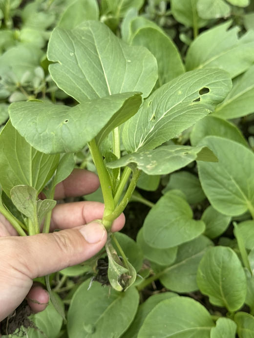 原生态小青菜（500克） 商品图0